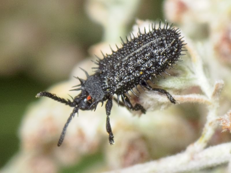 Hispa atra Linnaeus, 1767